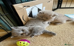 British Shorthair cats for sale: 4 beautiful lilac and blue kittens. - Advert 15