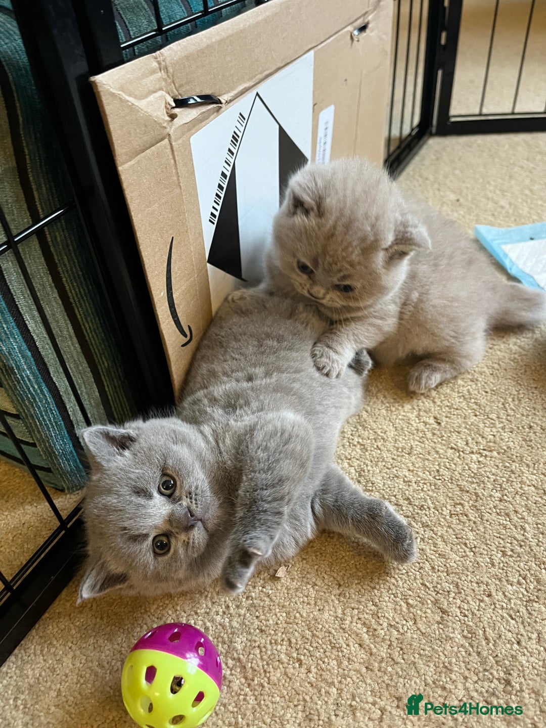 British Shorthair cats for sale: 4 beautiful lilac and blue kittens. - Advert 15