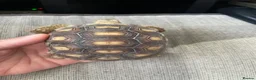 Tortoise reptiles for sale: 1 year old sulcata tortoise for sale  in Abergele - Advert 8