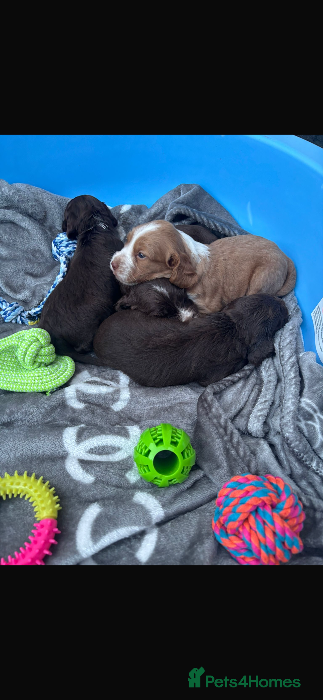Cockapoo dogs for sale: Cockerpoo pups for sale - Image 14