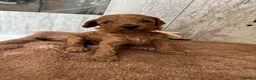 Toy Poodle dogs for sale: Puppies 🐶 Kennel Club Registered  - Advert 36