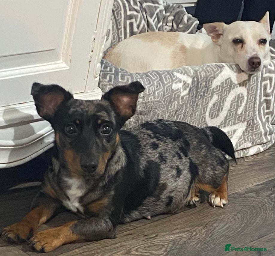 Jack Russell dogs Beautiful Jack Russell Terrier puppies available  - Advert 1