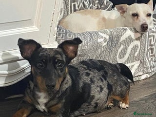 Jack Russell dogs Beautiful Jack Russell Terrier puppies available - Advert 1