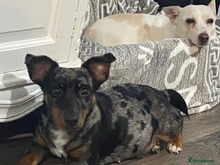 Jack Russell dogs Beautiful Jack Russell Terrier puppies available - Advert 15