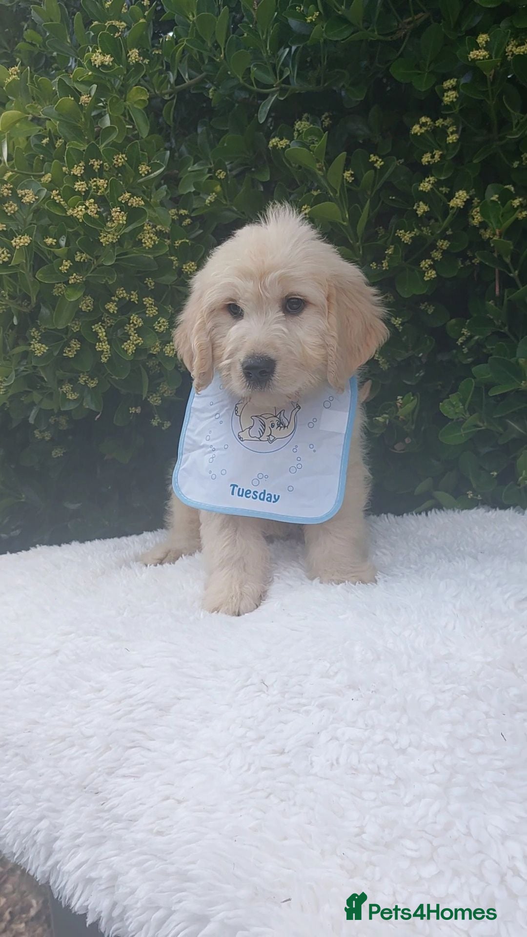 Mini Goldendoodle dogs Exceptional F1 Goldendoodle Puppies  - Advert 1
