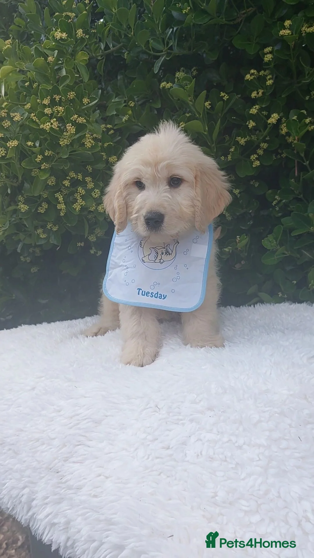Mini Goldendoodle dogs for sale: Exceptional F1 Goldendoodle Puppies  - Advert 7