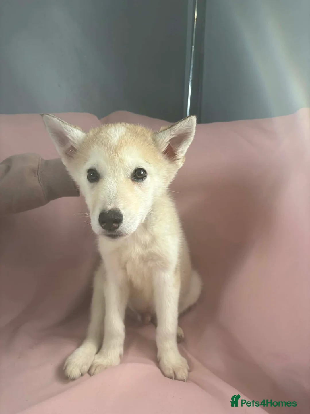 Siberian Husky dogs for sale: Male Husky Puppies - Advert 9