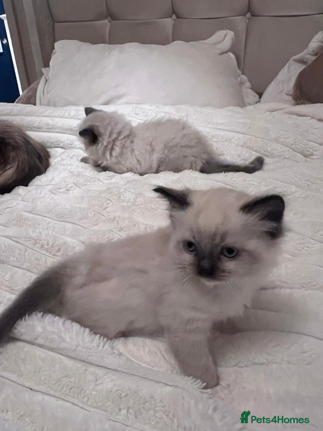 Ragdoll cats for sale: 4 gorgeous Ragdoll kittens for sale - Advert 3