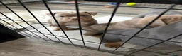 Olde English Bulldogge dogs for sale: Olde english bulldog puppies  - Advert 3