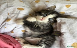 Bengal cats for sale: Ragdoll x Egyptian mau kitties  - Image 1