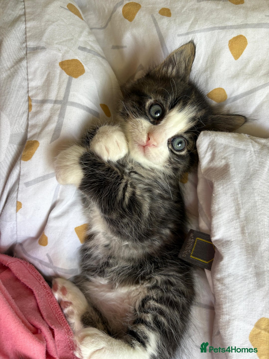 Bengal cats for sale: Ragdoll x Egyptian mau kitties  - Image 1