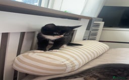 Mixed Breed cats for sale: 3 Female Kittens Available  - Image 14