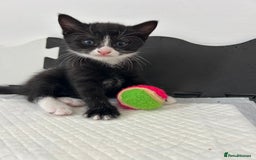 Mixed Breed cats for sale: Beautiful healthy kittens 1x Male and 2x female  - Image 15