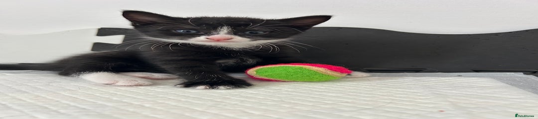 Mixed Breed Kitten 1