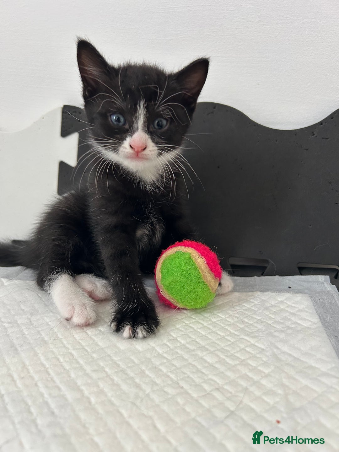 Mixed Breed cats for sale: Beautiful healthy kittens 1x Male and 2x female  - Image 15