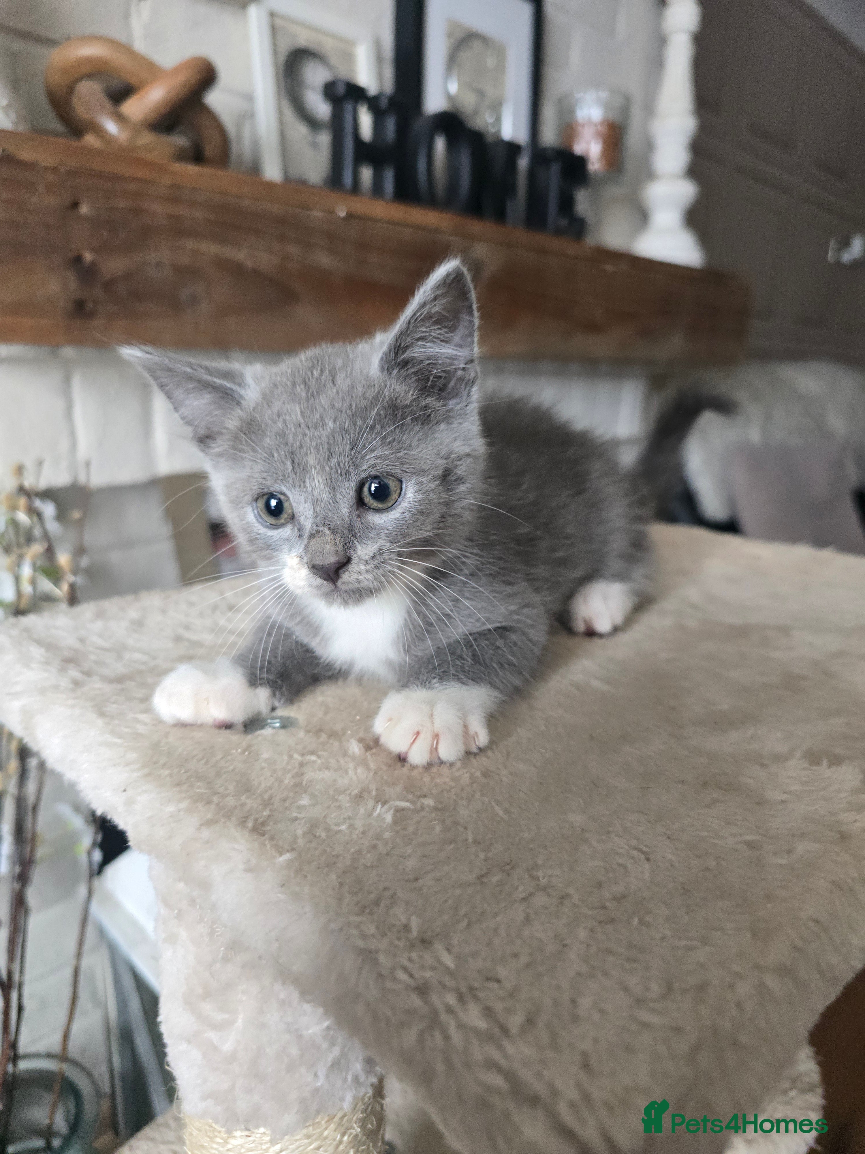Mixed Breed cats Gorgeous playfull kittens - Advert 2