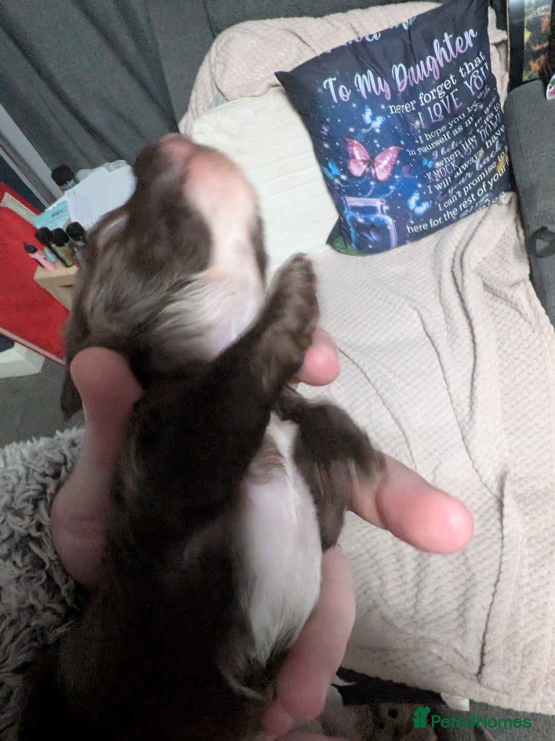 Mixed Breed dogs for sale: Miniature doxipoo  - Advert 11