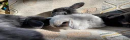 Mini Lop rabbits for sale: mini lops - Advert 3