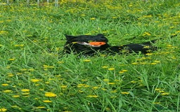 Belgian Shepherd Dog dogs for sale: Belgian malnois x Dutch sheppard puppies - Image 28