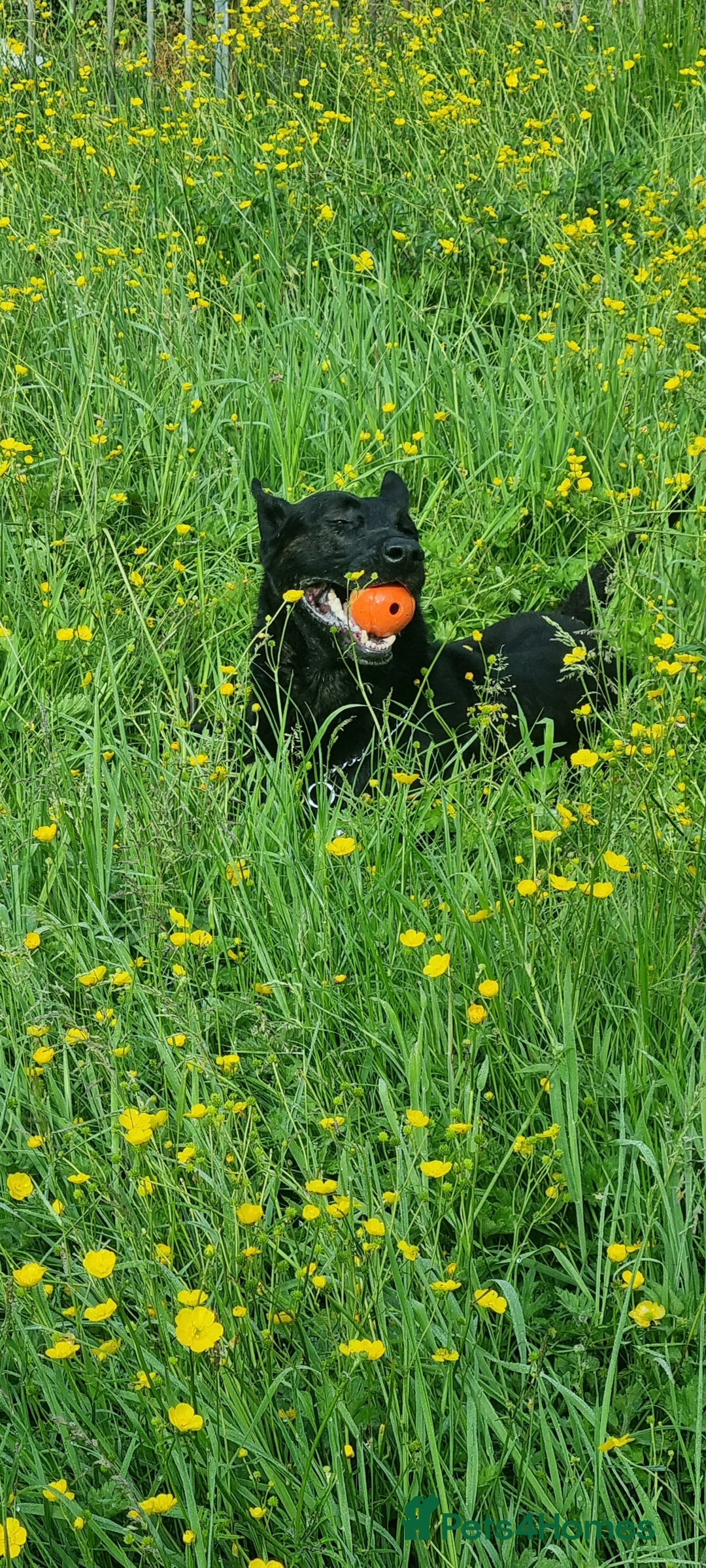 Belgian Shepherd Dog dogs for sale: Belgian malnois x Dutch sheppard puppies - Image 28