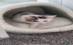Mixed Breed cats for sale: Beautiful little girl - Image 3