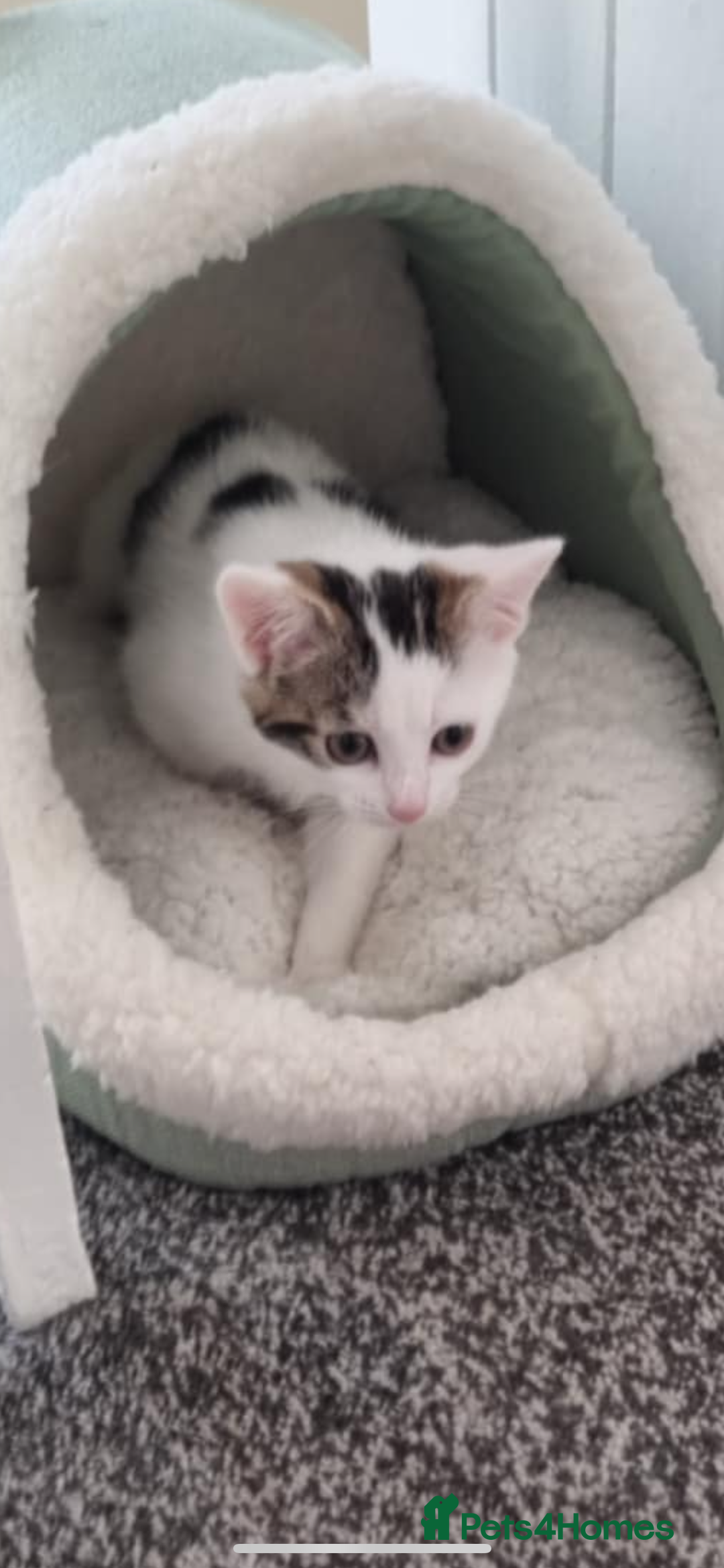 Mixed Breed cats for sale: Beautiful little girl - Image 3