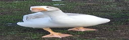 Geese poultry for sale: Young Geese for Sale - Advert 6