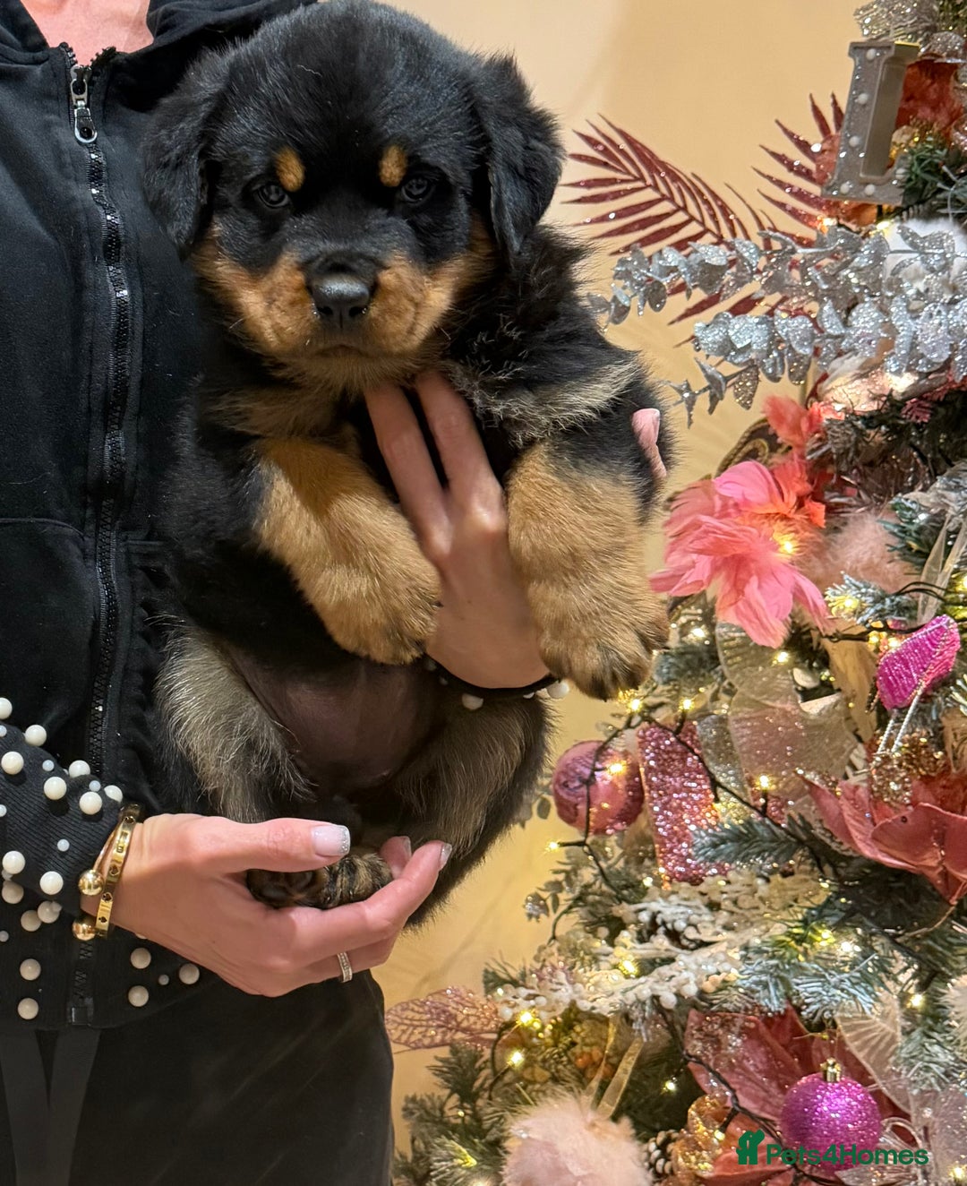 Rottweiler dogs for sale: 2 Big chuncky female Rottweiler puppies - Advert 24