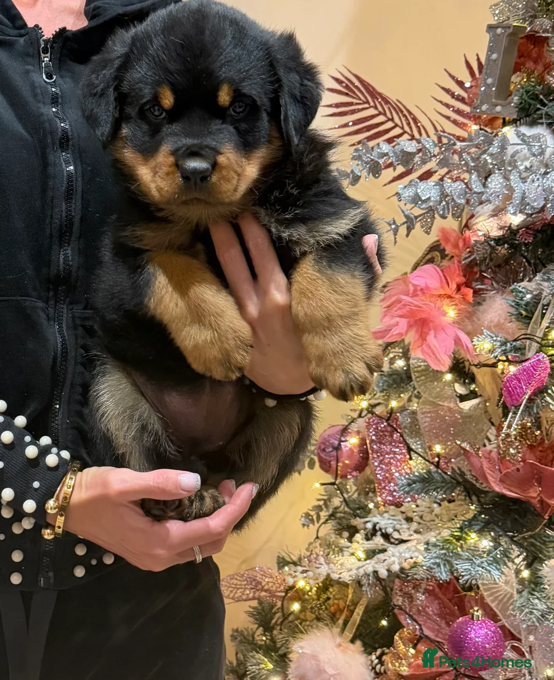 Rottweiler dogs for sale: READY NOW 2 female Rottweiler puppies - Advert 29