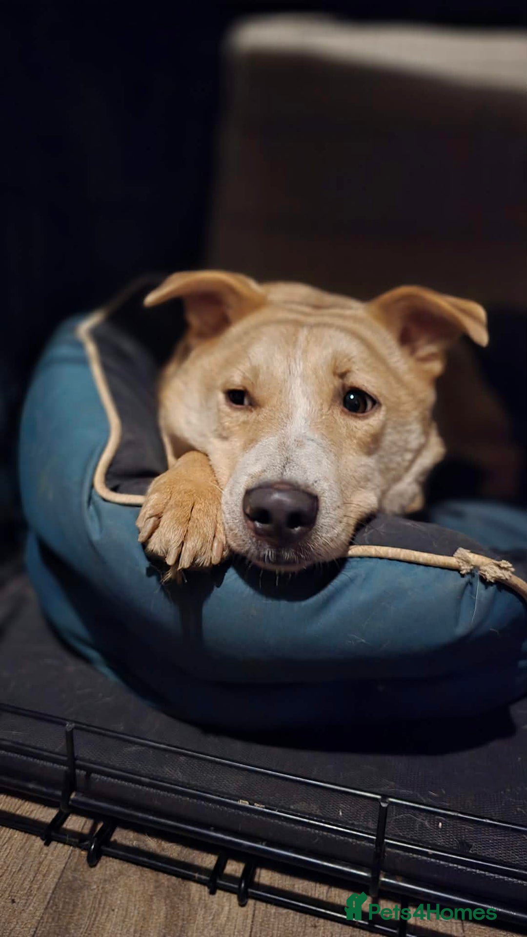 Mixed Breed dogs for adoption: Barney for adoption - Advert 3