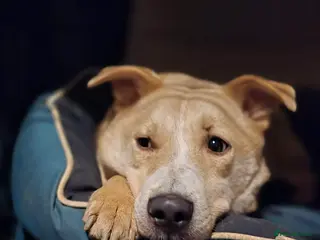 Mixed Breed dogs Barney for adoption - Advert 7