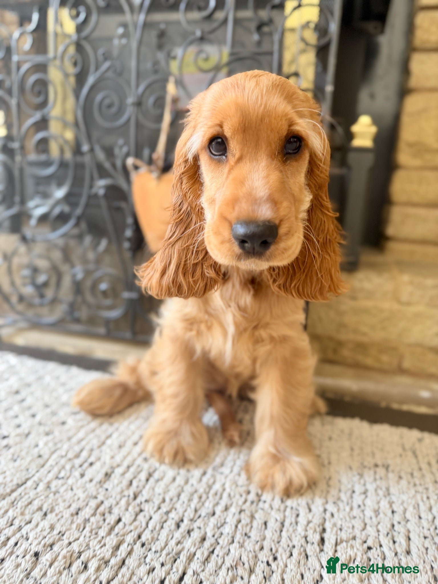 Cocker Spaniel dogs 🏆 CHAMPION PEDIGREE LAST GIRL COCKER SPANIEL 🏆  - Advert 1