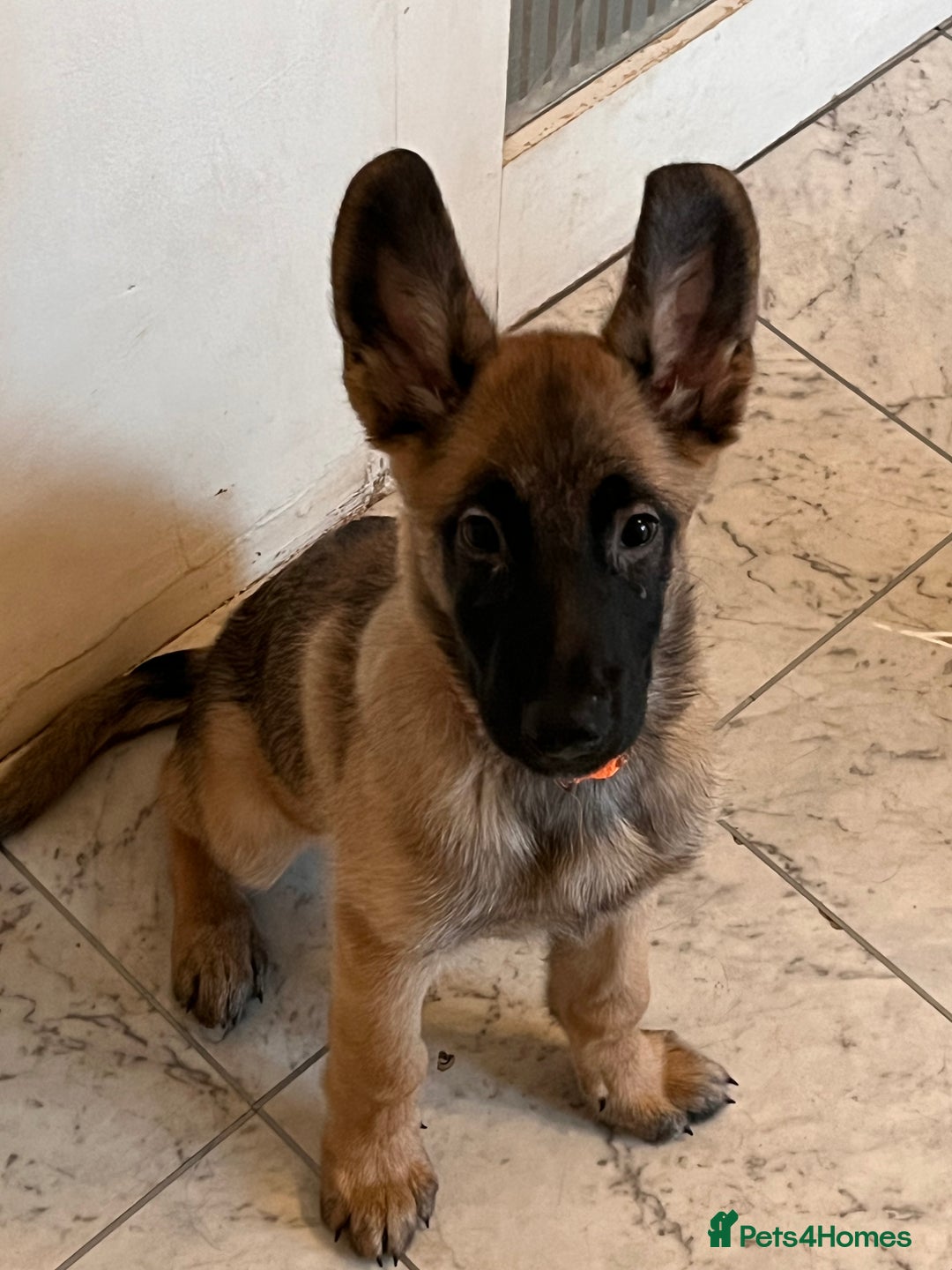 Mixed Breed dogs for sale: Shepinois  - Advert 3