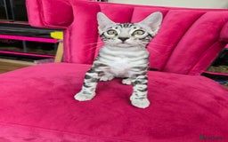 Bengal cats for sale: 3 exquisite Tica registered bengals *****READY NOW - Image 5