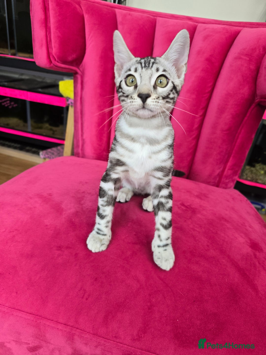 Bengal cats for sale: 3 exquisite Tica registered bengals *****READY NOW - Image 5