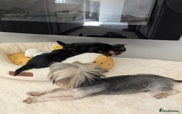 Yorkshire Terrier dogs for sale: Wonderful Yorkshire terrier puppies  - Image 20