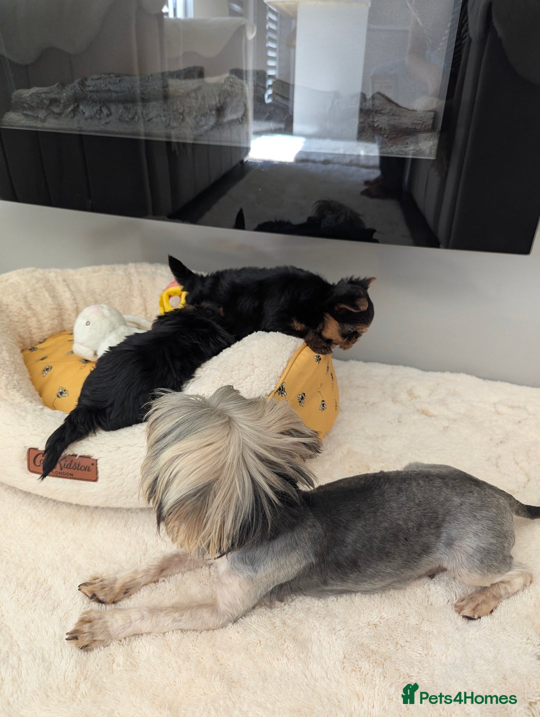 Yorkshire Terrier dogs for sale: Wonderful Yorkshire terrier puppies  - Image 20