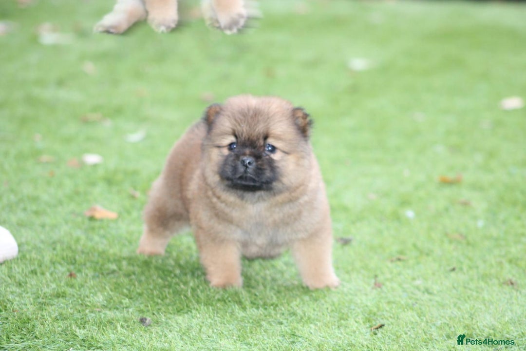 Mixed Breed dogs for sale: 🐾 Chow Chow x Japanese Chin CHINCHOWS 🐾 - Advert 14