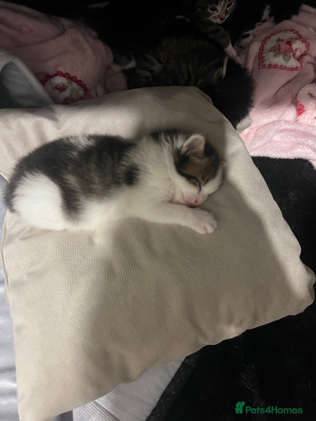 Mixed Breed cats for sale: 4 beautiful kittens 2 female 2 male - Advert 3