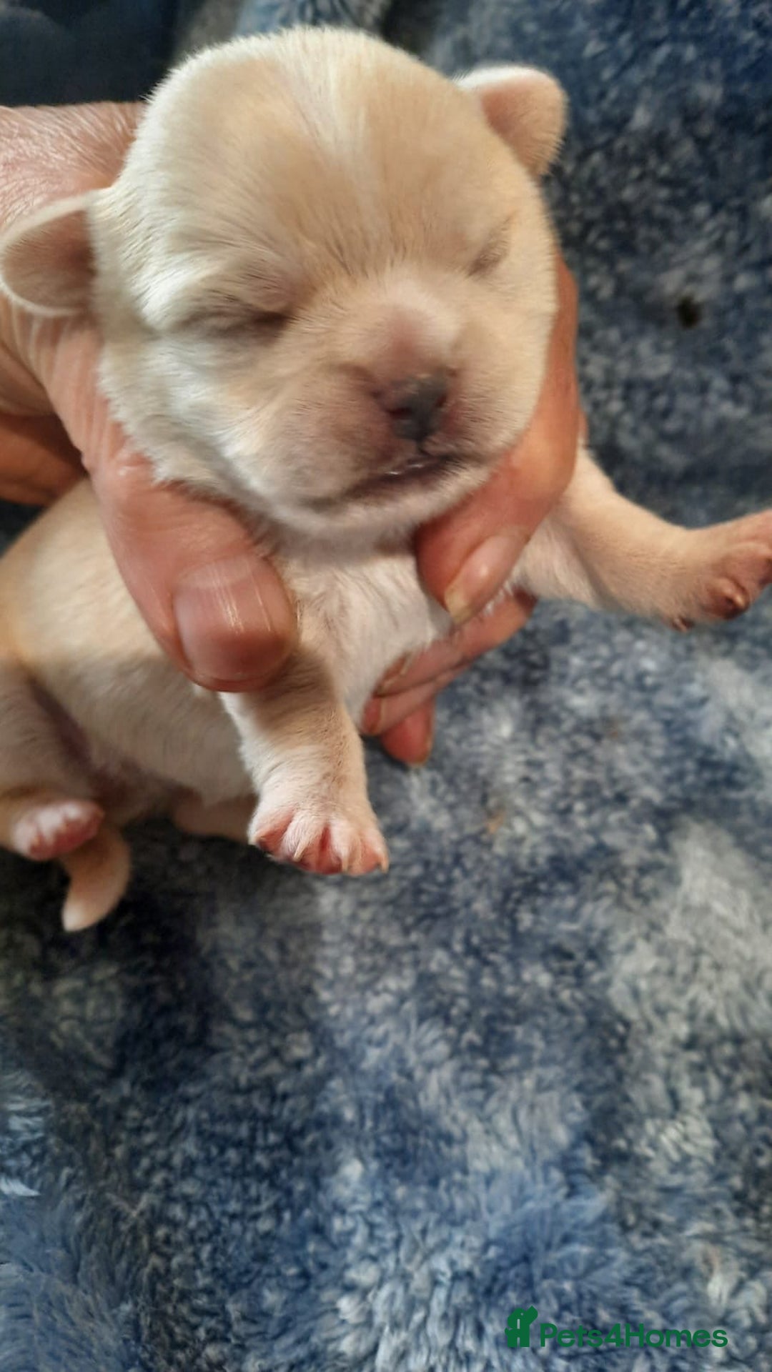 Mixed Breed dogs for sale: Shih Tzu cross malchi pups - Advert 7