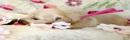Miniature Dachshund dogs for sale: Cream long haired miniature dachshund puppies  - Advert 20