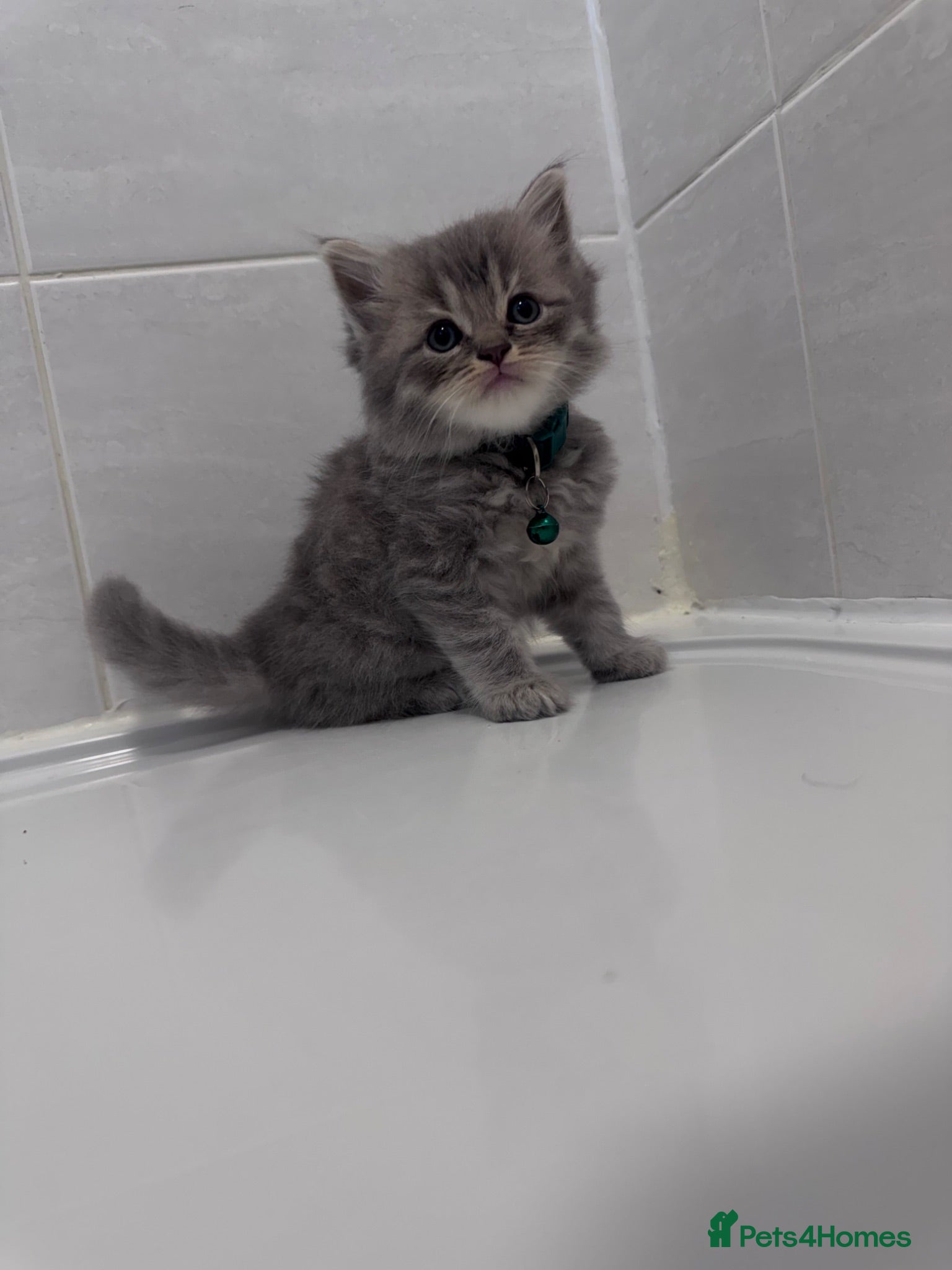 British Shorthair cats 🐾 Stunning British Shorthair × Persian Kittens 🐾 - Advert 9