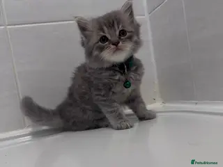 British Shorthair cats 🐾 Stunning British Shorthair × Persian Kittens 🐾 - Advert 9