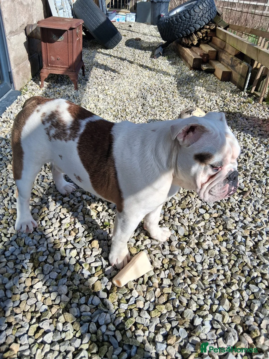 English Bulldog dogs for sale: English Bulldog  in Fareham - Advert 2