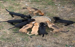Mixed Breed dogs for sale: Border terrier x Italian greyhound - Image 1