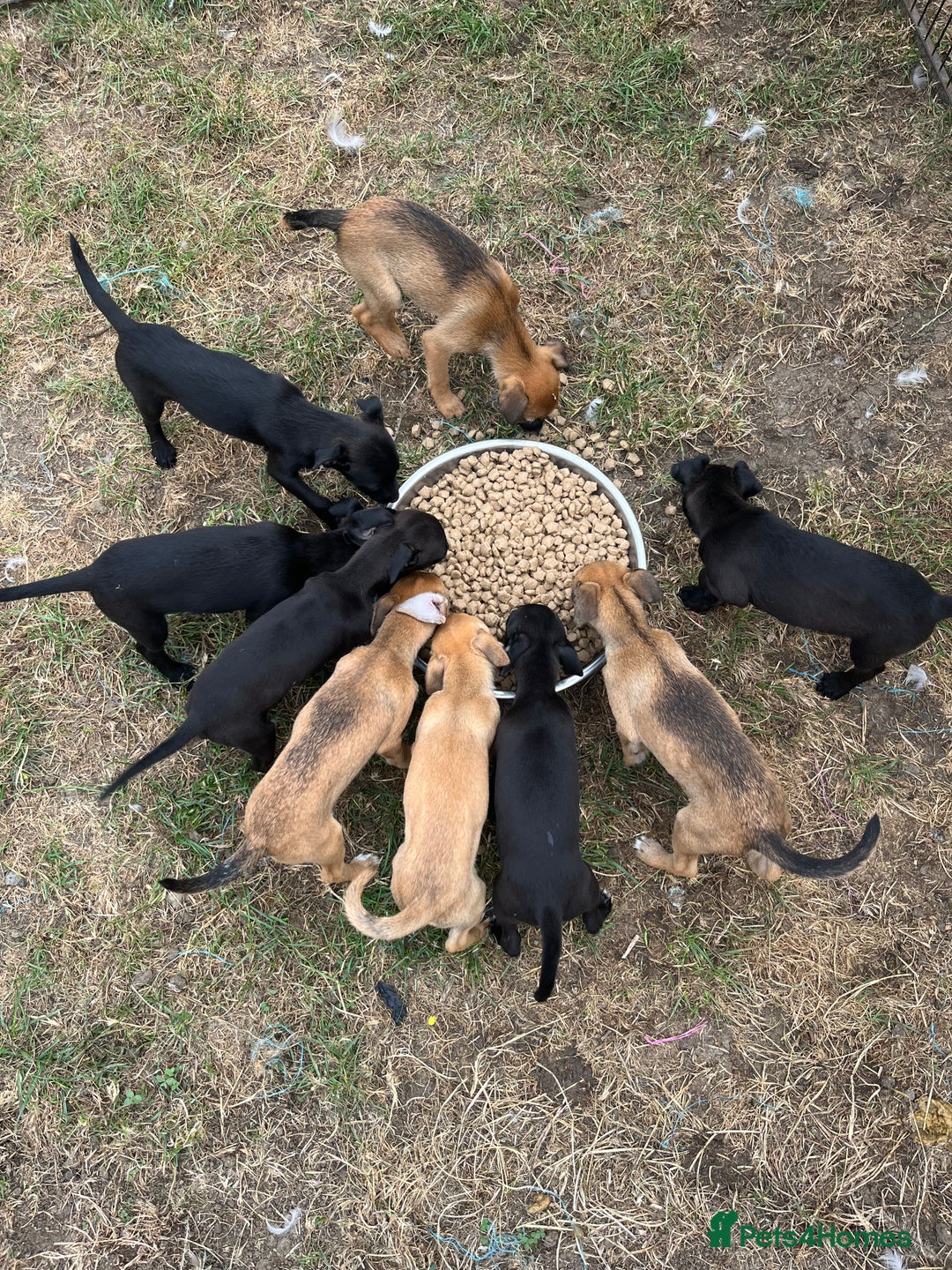 Mixed Breed dogs for sale: Border terrier x Italian greyhound - Image 1
