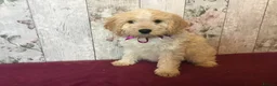 Mixed Breed dogs for sale: Adorable fluffball Cockalierpoo pups - Advert 5