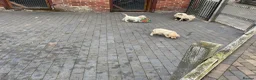 Labrador Retriever dogs for sale: Beautiful Labrador Puppies - Advert 16