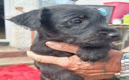 Patterdale Terrier dogs for sale: Well socialised Patterdales For Sale,ready now. - Image 6
