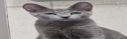 Russian Blue cats for sale: GCCF Russian blue kittens - Advert 6